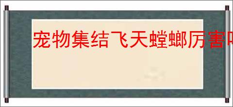 宠物集结飞天螳螂厉害吗